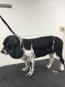 After Grooming