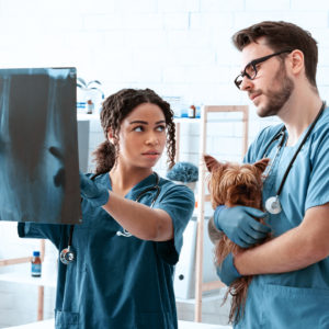 two vets looking at x-rays together