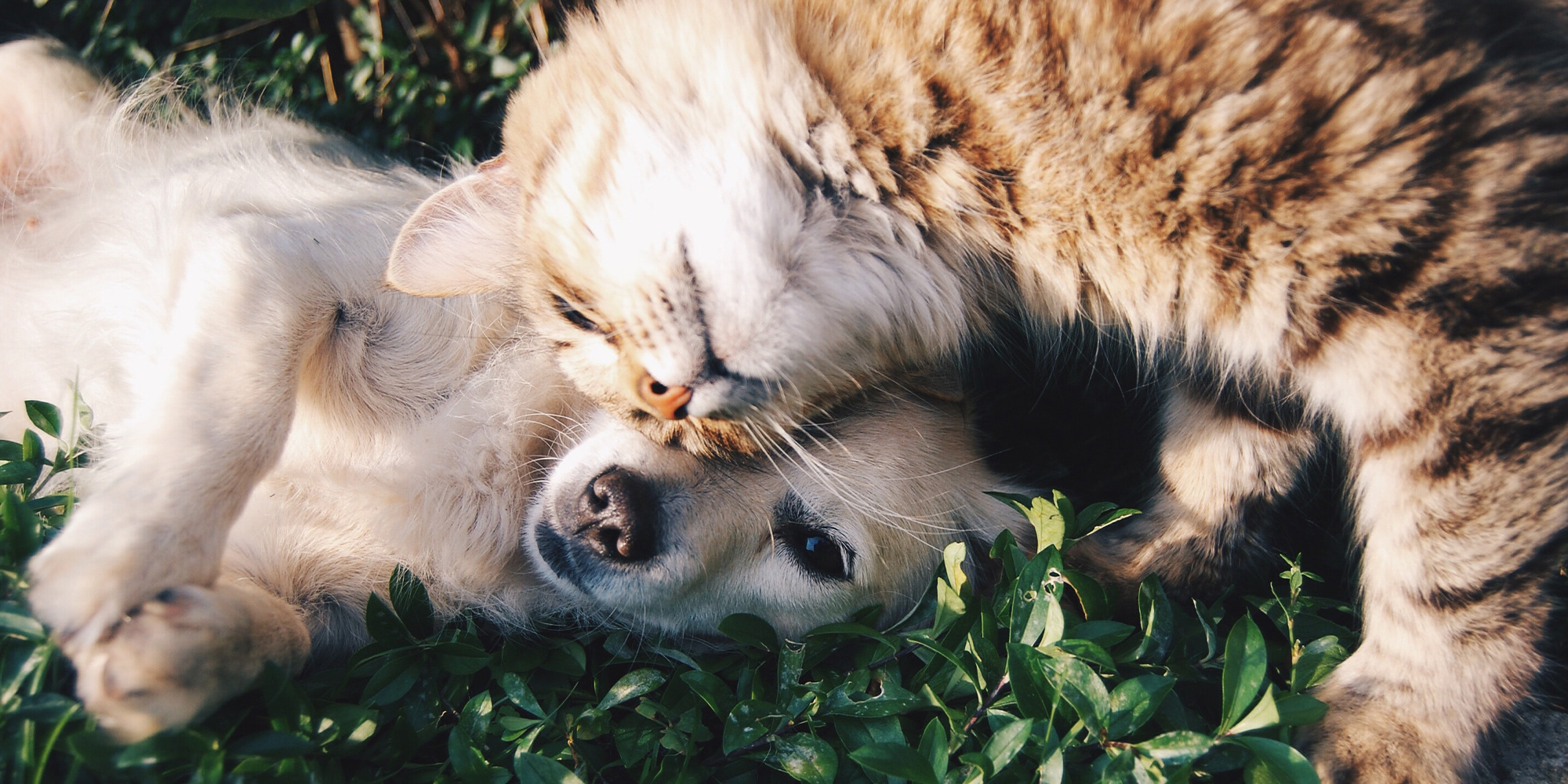 dog and cat laying together