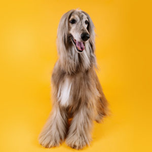 dog with nice long hair on a yellow background