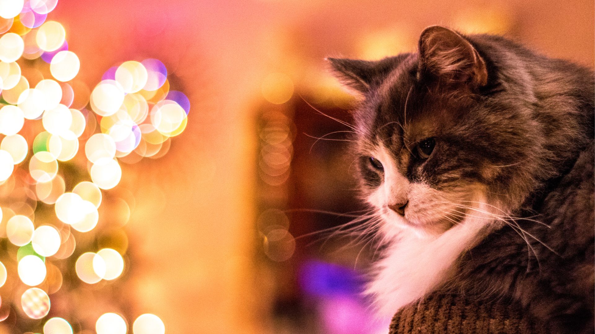 Four Reasons You Should Treat Your Pet to a Holiday Grooming