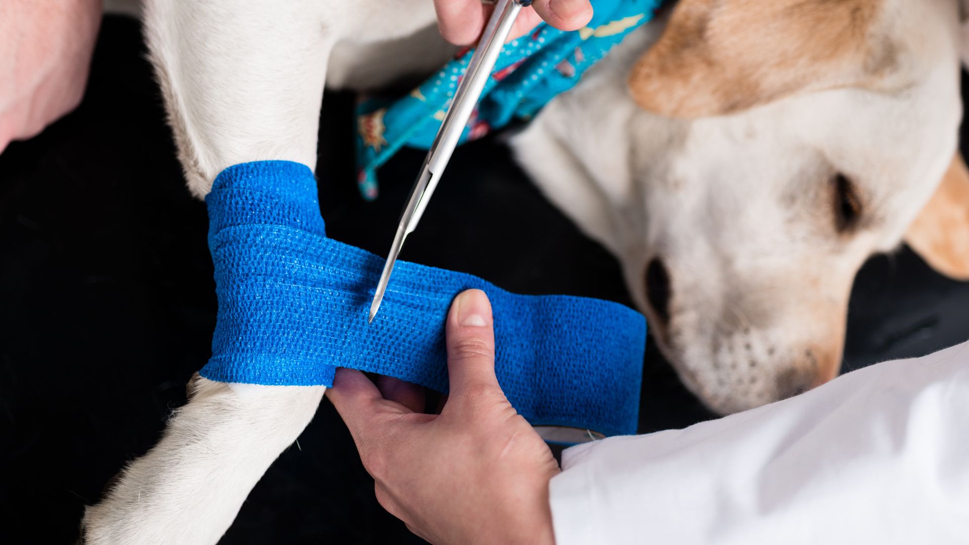 a vet bandaging an arm