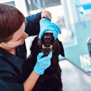 Vet checking dogs teeth