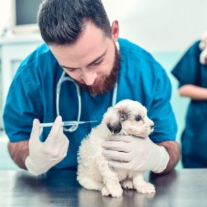 Dog getting vaccinated 