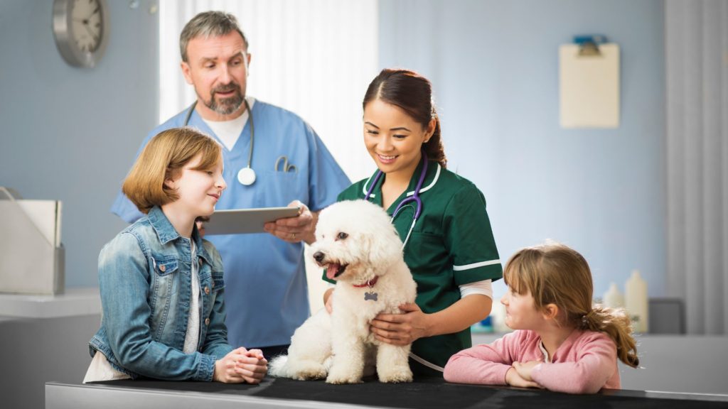 Four Reasons Why Your Pet Should Have a Regular Check-Up | New Market ...