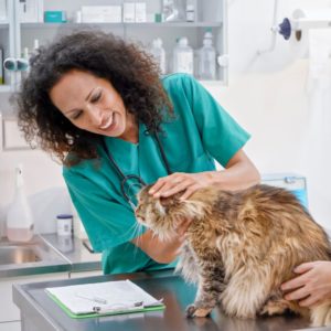 Vet petting a cat 