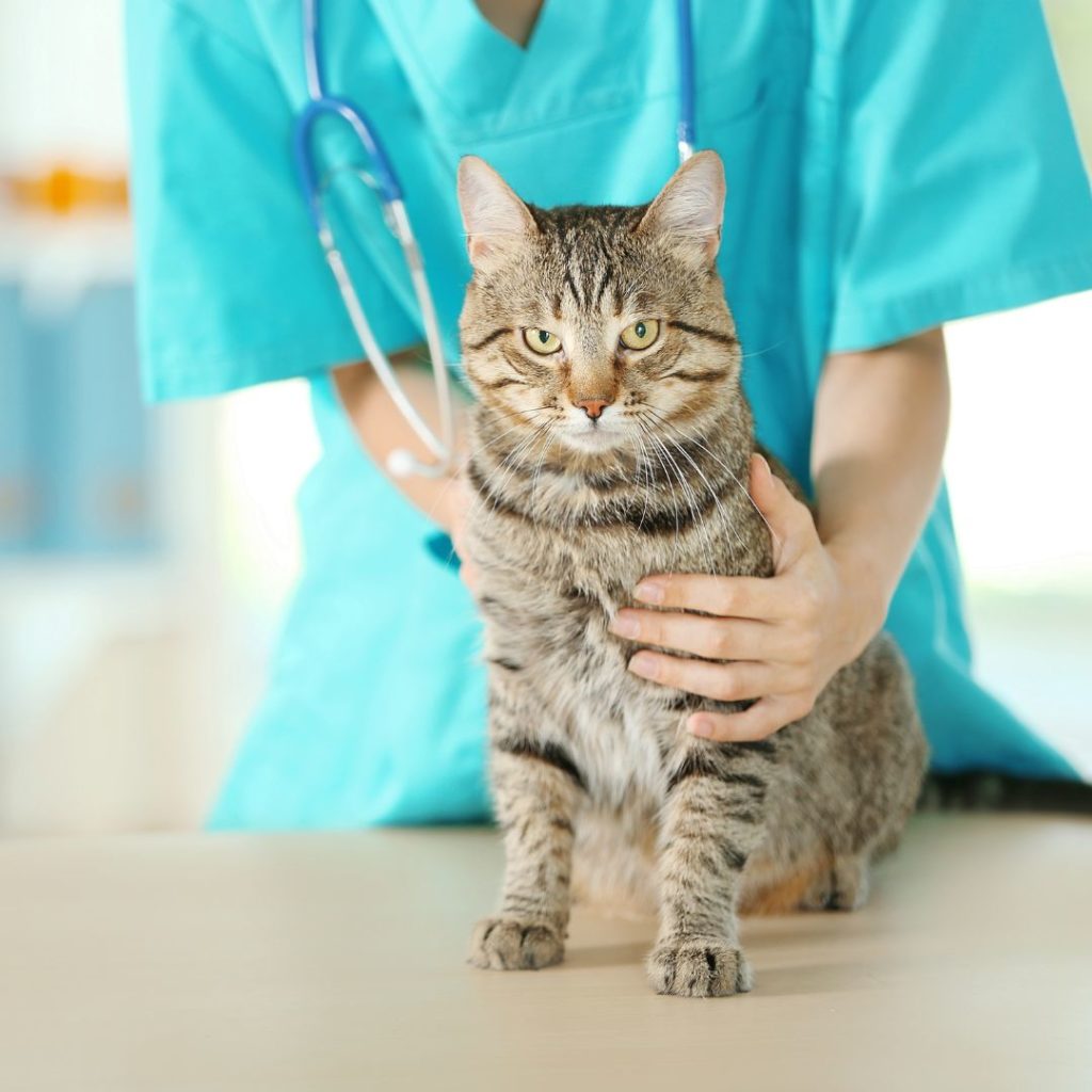 healing-and-rehabilitation-supporting-cats-after-declawing-surgery