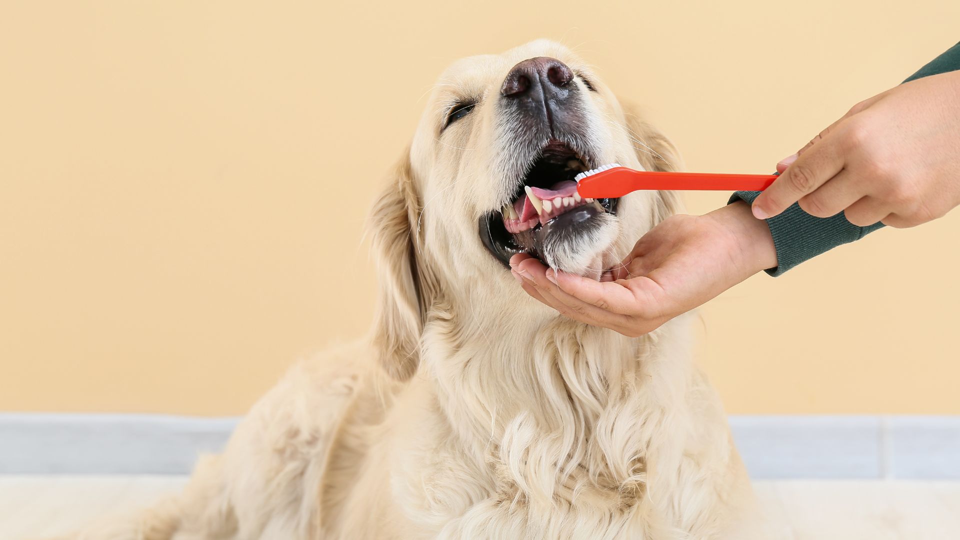 dog having teeth brushed