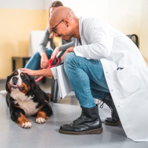 A vet petting a happy dog