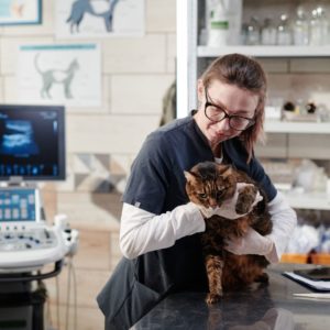 A vet with a cat and modern equipment behind her