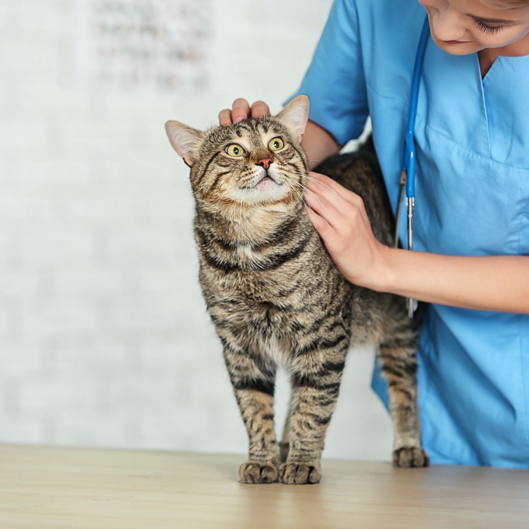 cat with a veterinarian