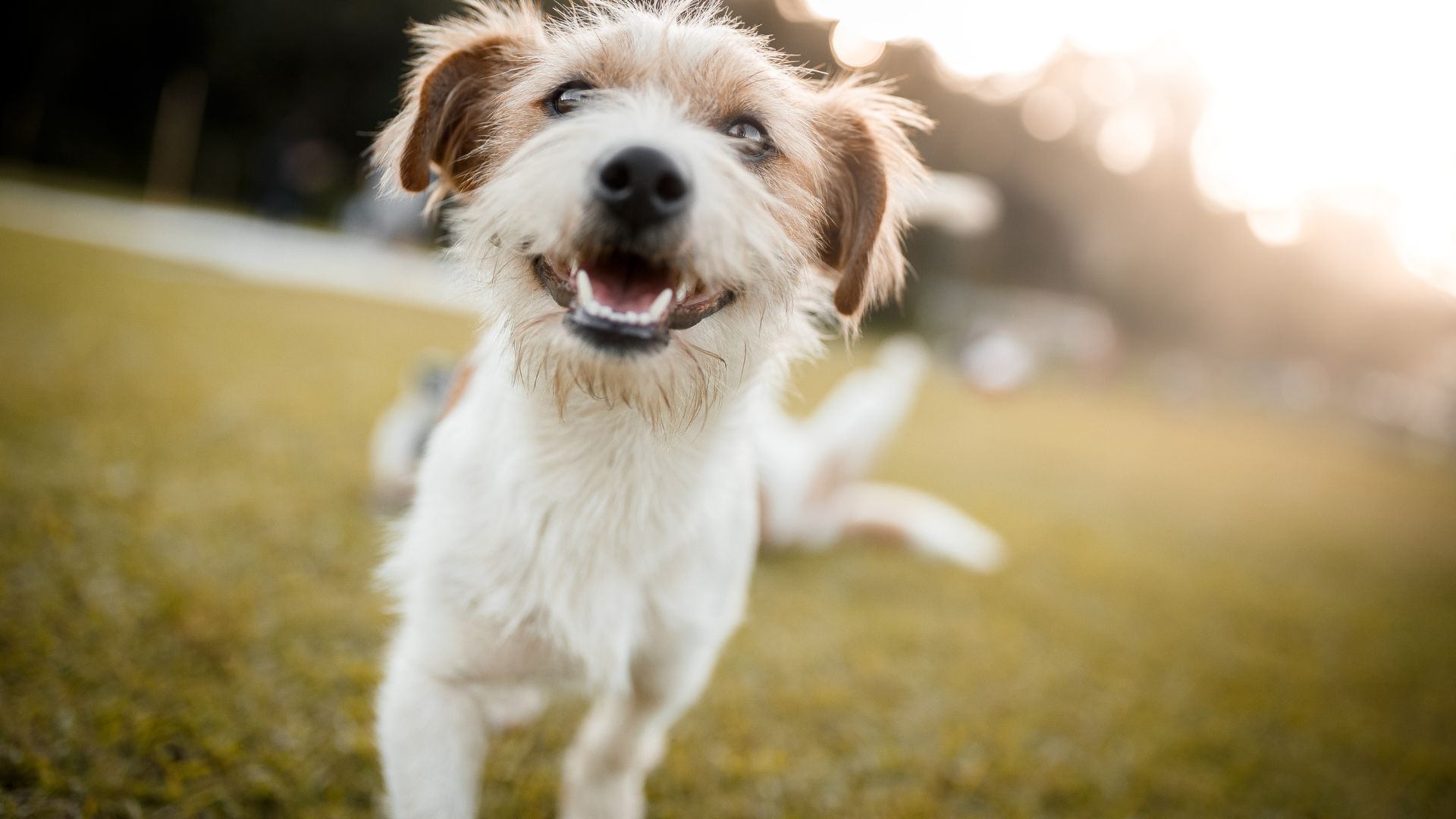 close up of a smiling terrier