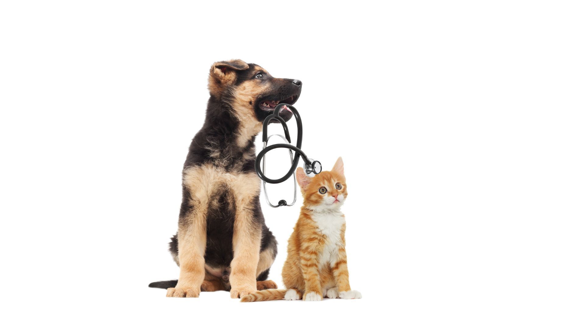 Why It’s Important to Find a Good Animal Hospital