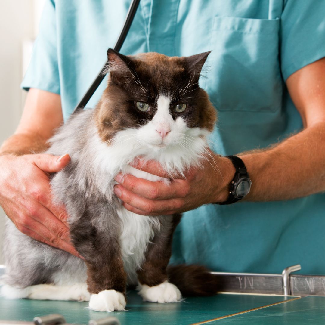 vet and cat