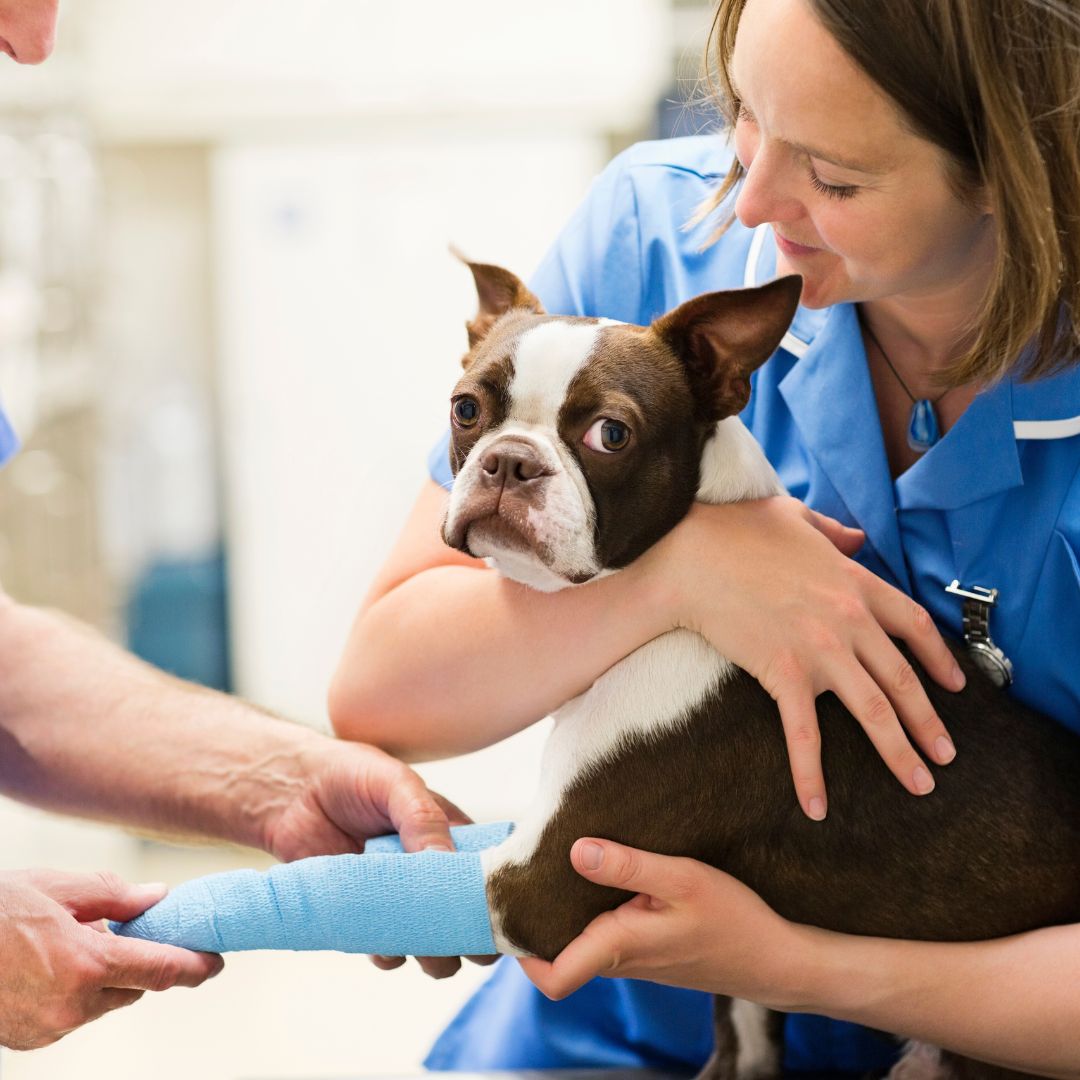 vet and dog