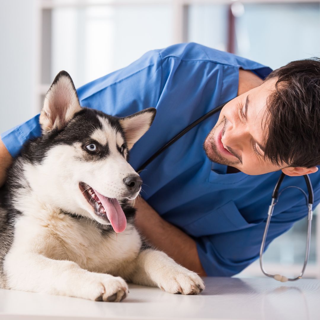 dog and vet