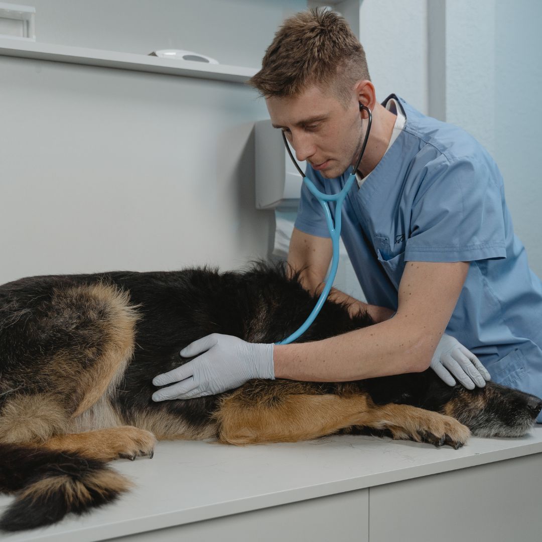 dog and vet