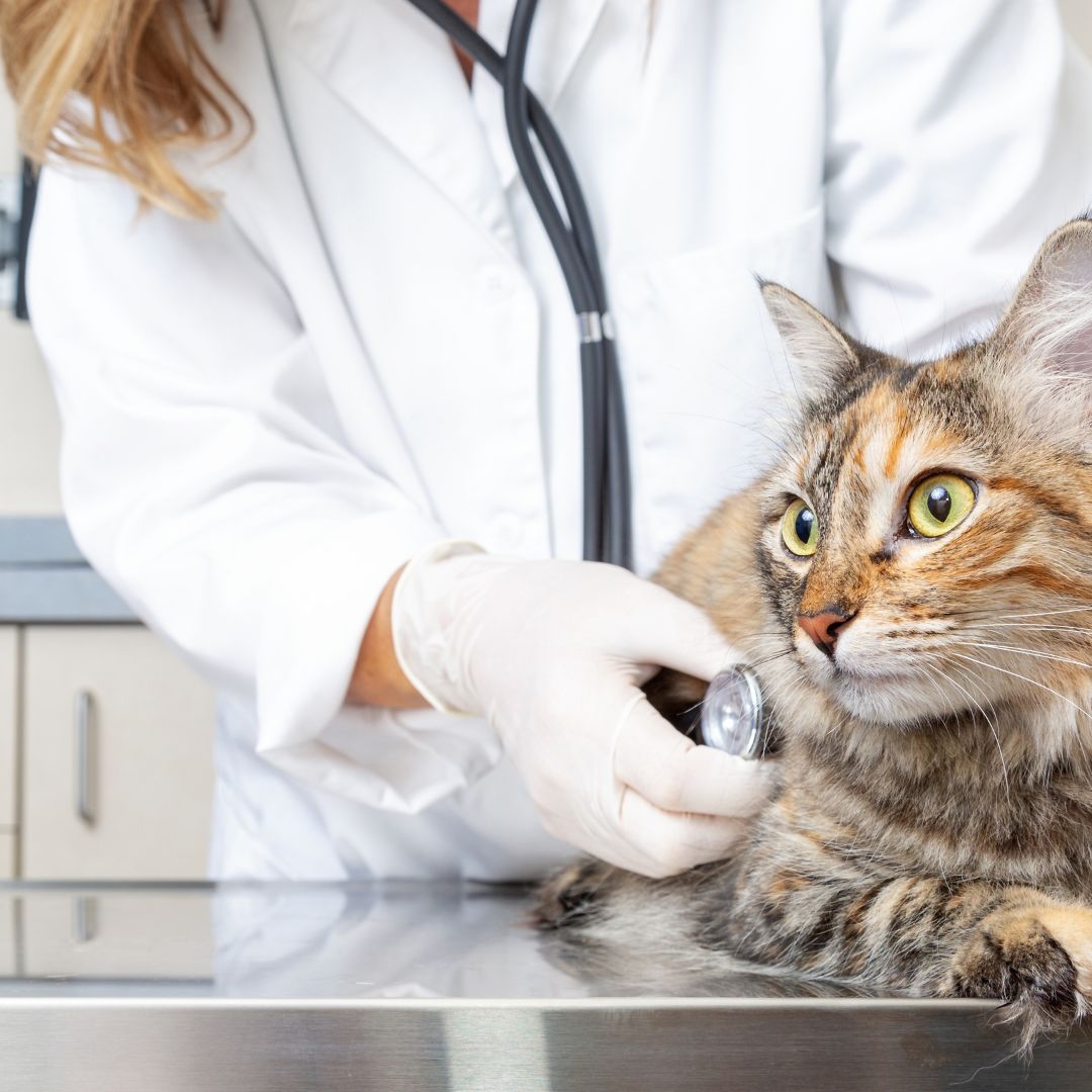 vet and cat