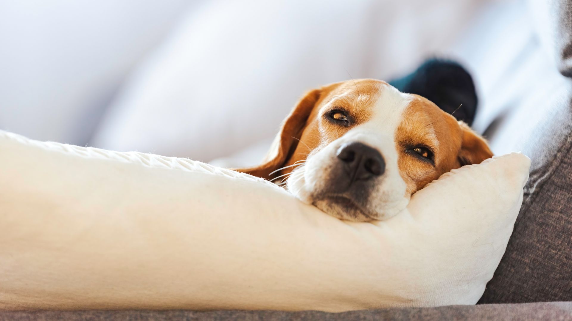 dog on pillow