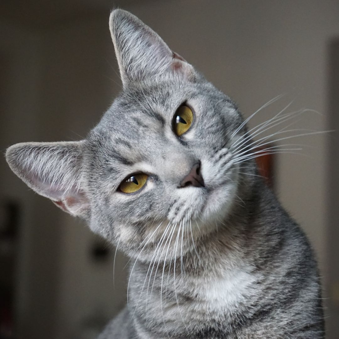 gray cat, head tilted