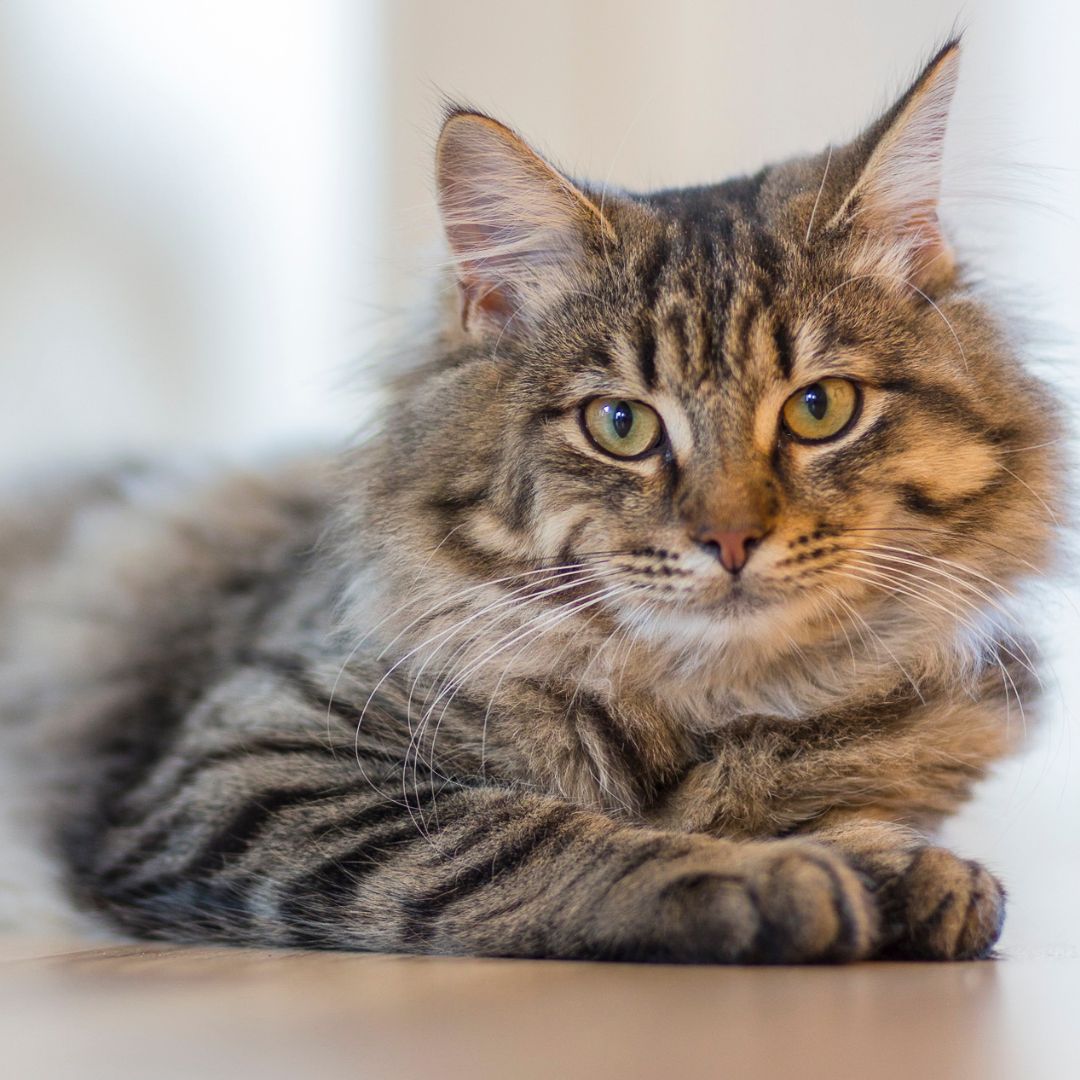 fluffy cat laying down