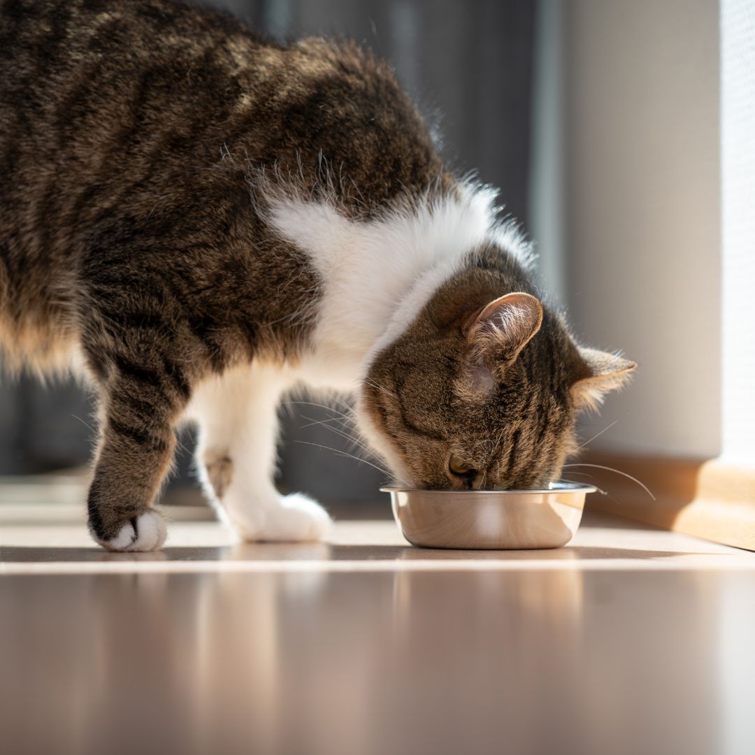 cat eating out of food dish