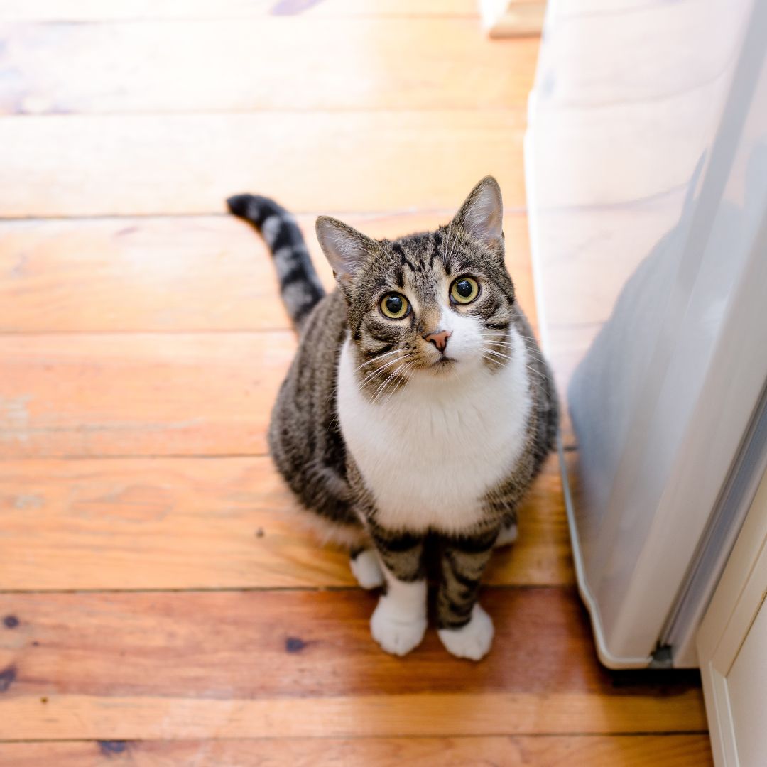 cat staring up at owner