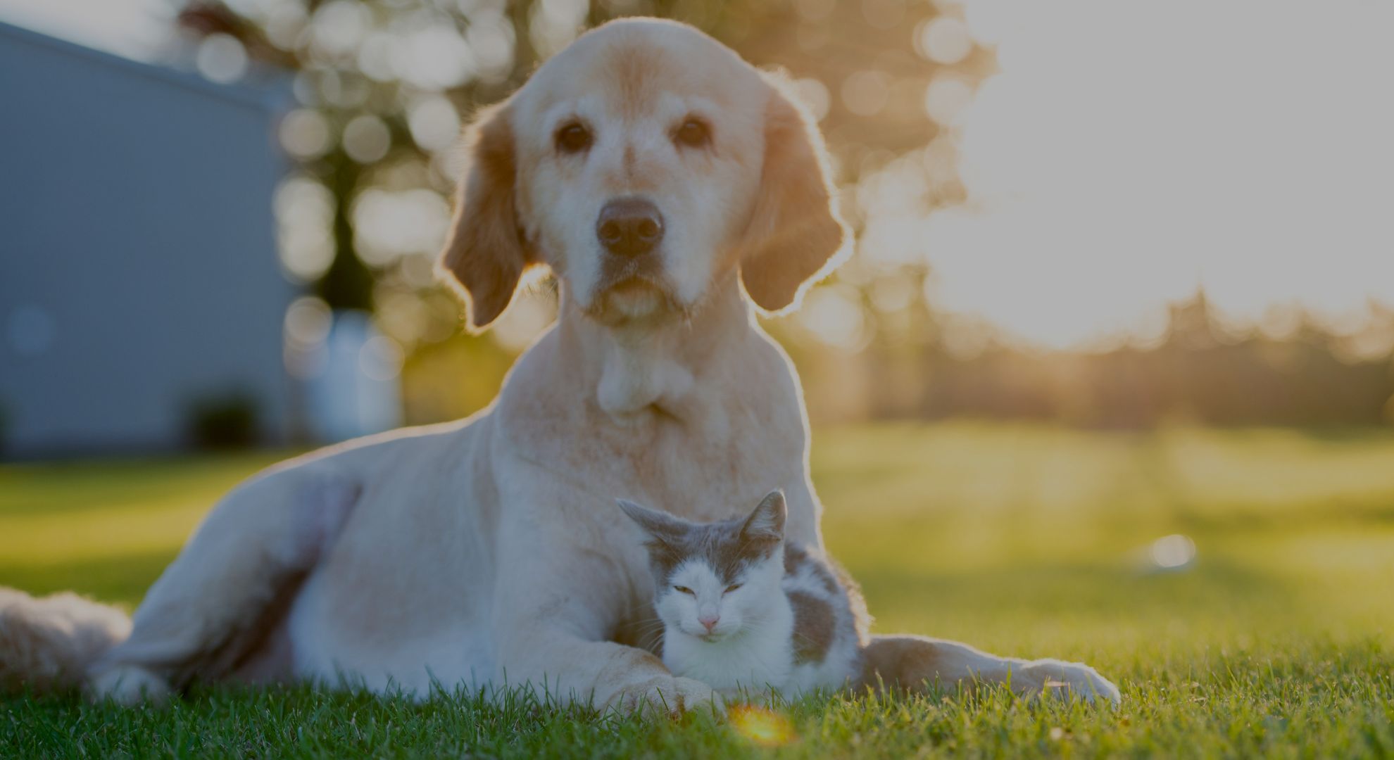 Pet boarding