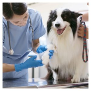 Dog on a vet table getting care