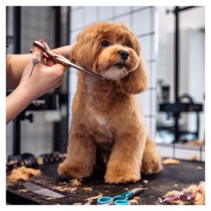 Dog getting groomed