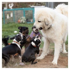 Dog playing with young puppies