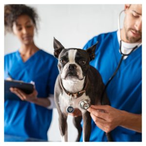 Vets with a dog and stethoscope