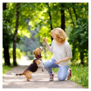 Happy dog getting a treat from owner