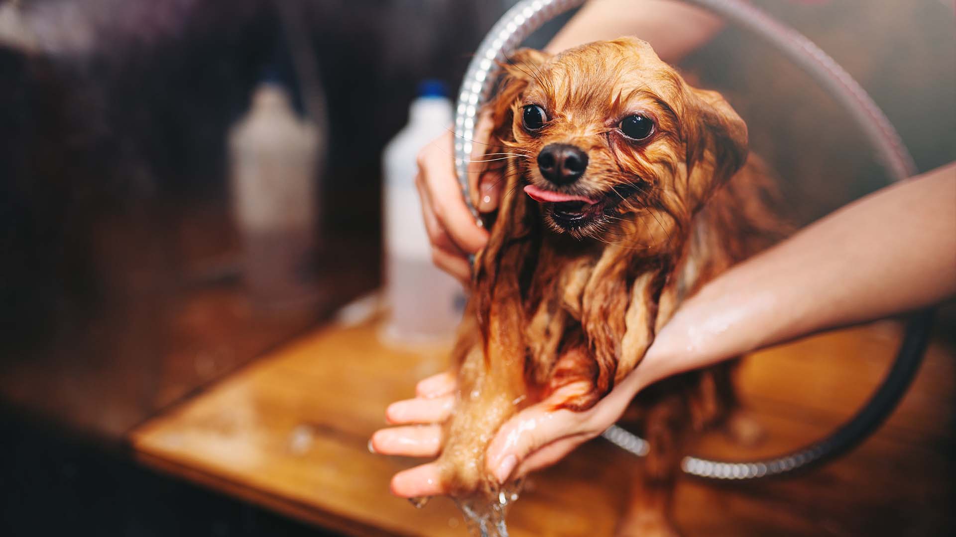 Professional vs. DIY Grooming: Pros and Cons for Your Pet