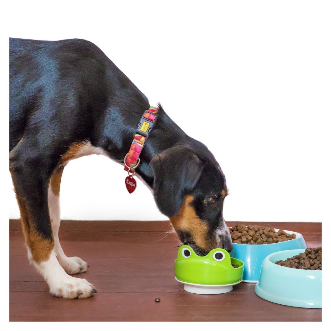 a dog eating kibble