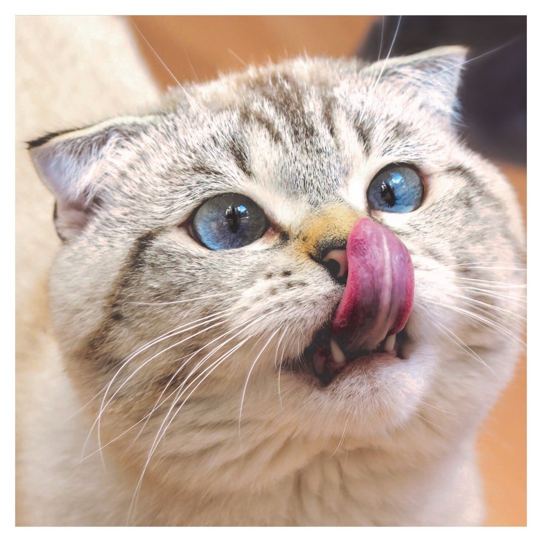 a cat licking its nose and showing its teeth