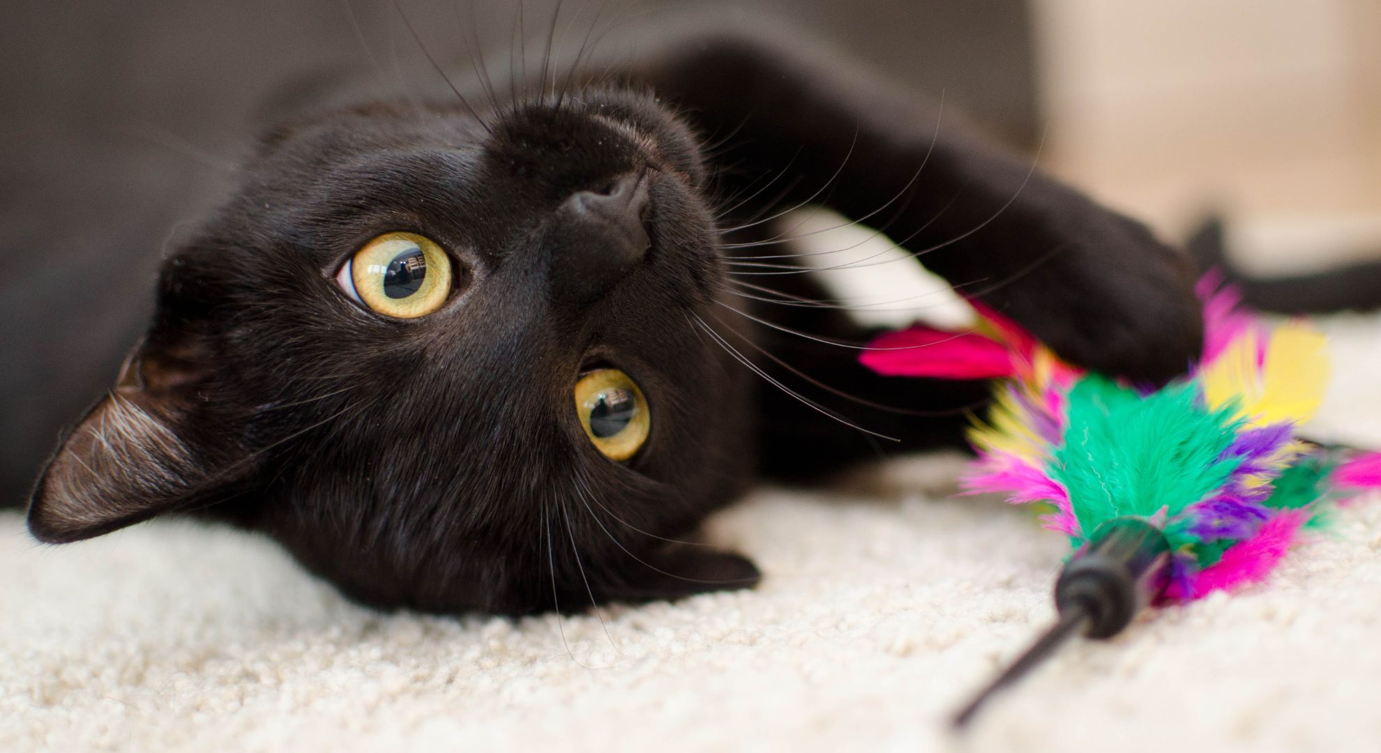 a cat playing with a cat toy