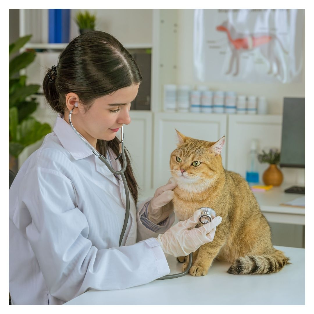 a vet giving a cat a check-up