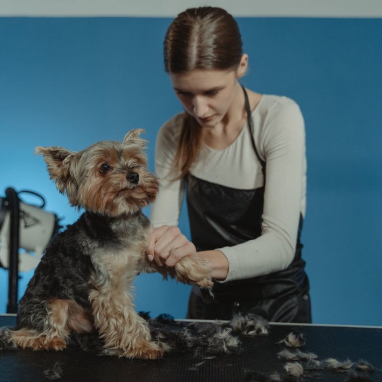 dog being groomed