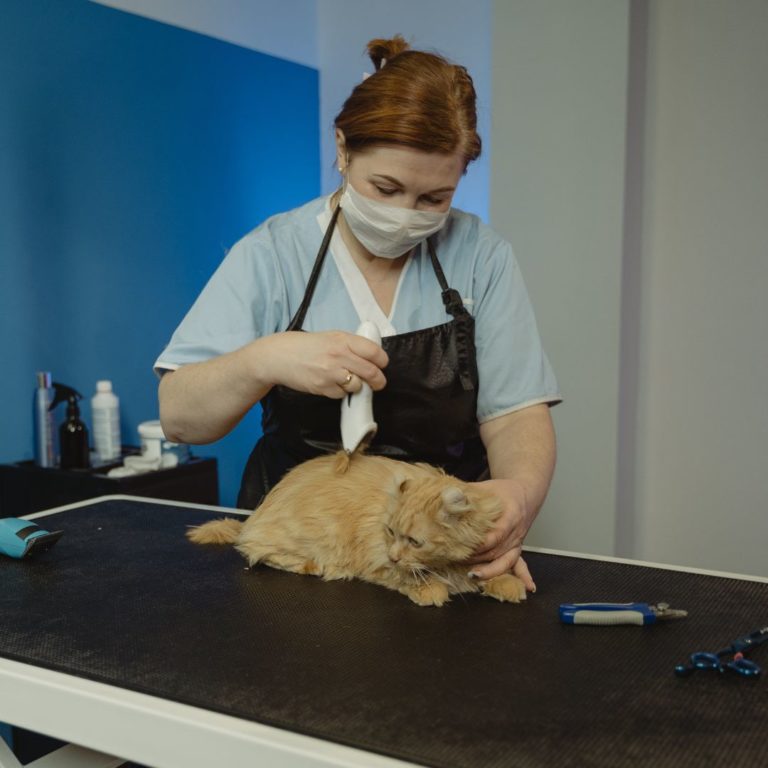 cat being groomed