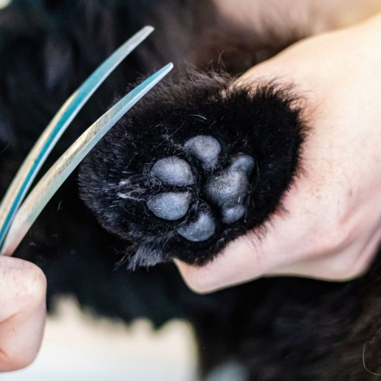 dog paw