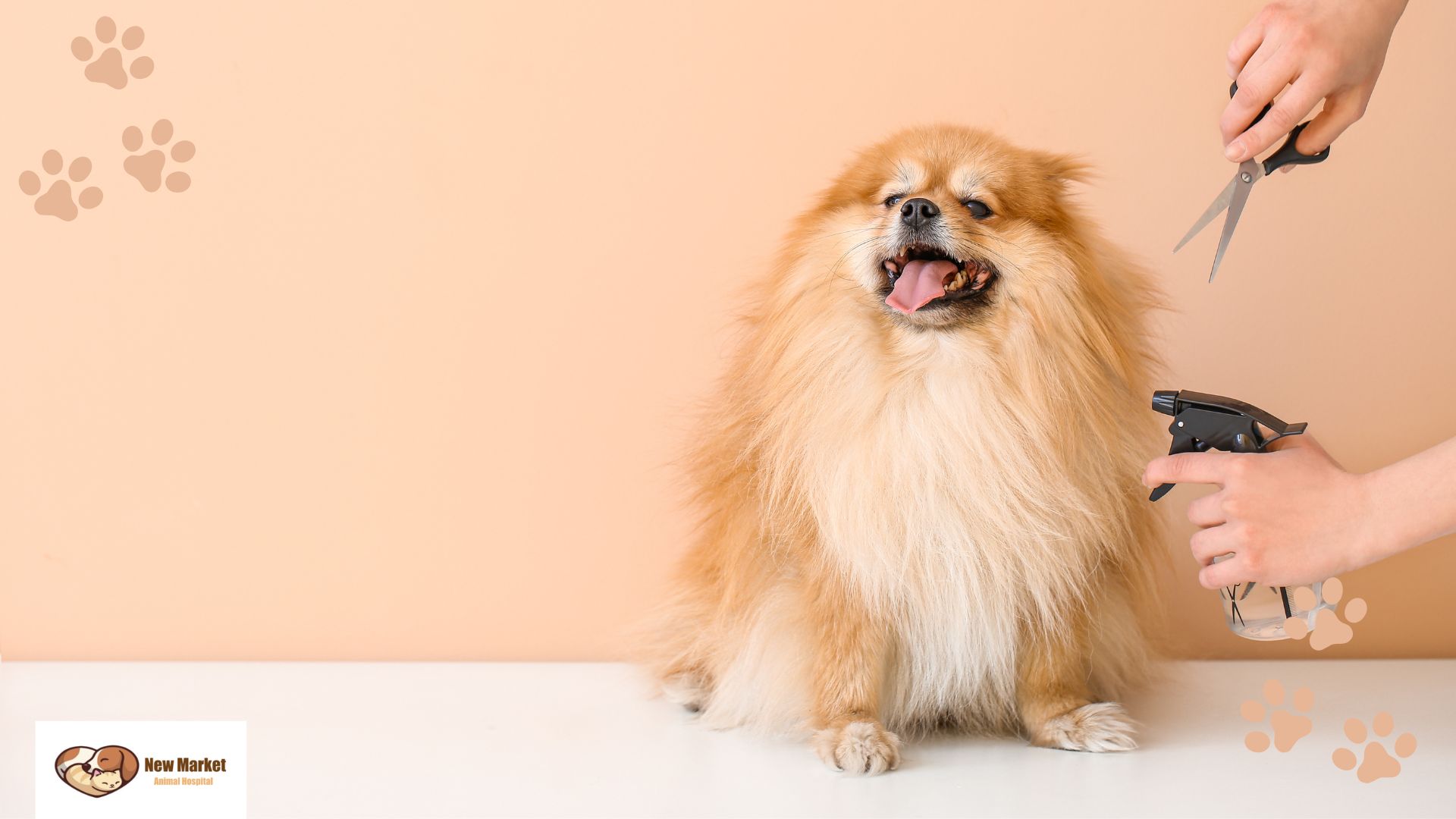 How To Give Your Pet The Perfect “Spa Day”